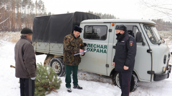 В Липецкой области поймали с поличным двух мужчин, срубивших сосны к празднику в лесу