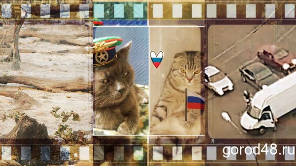 Липецкая вечЁрка: мордобой на перекрестке, пожар в заповеднике и коты-патриоты Липецкая вечЁрка: мордобой на перекрестке, пожар в заповеднике и коты-патриоты
